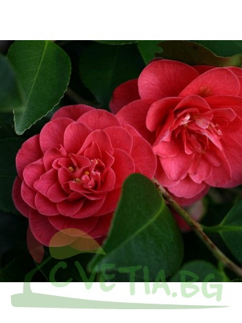 Камелия Camellia Lady Campbell